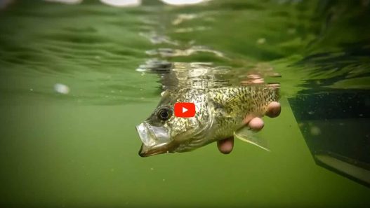 bobber-fishing-crappie