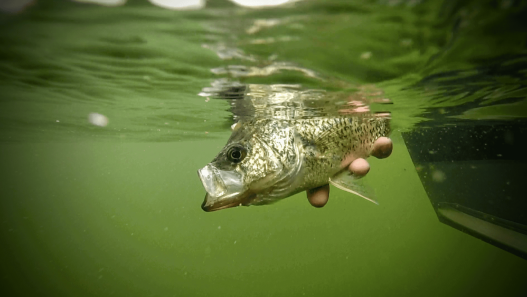 Bobber Fishing Crappies