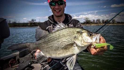 Understanding Whitebass