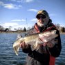Fall Walleyes on Plastics