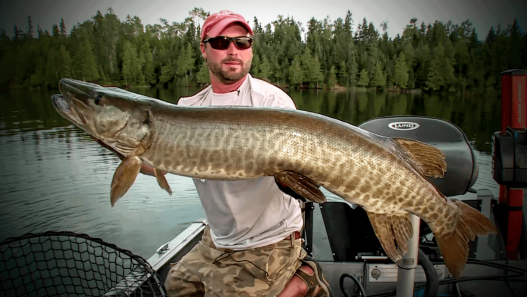 Canadian Musky