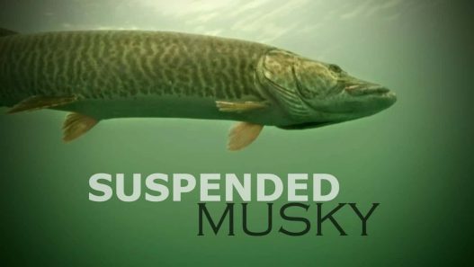 Suspended Musky