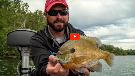 Drop-Shot Bluegill