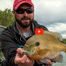 Drop-Shot Bluegill