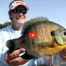 Finding Summer Bluegills