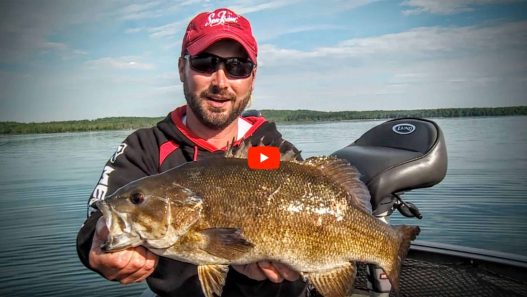 Postspawn Smallmouth Bass