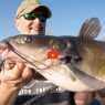 Spring Catfishing
