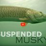Suspended Musky
