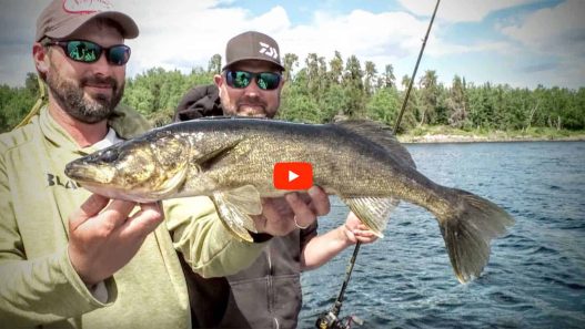 transitional walleye