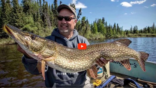 trophy pike