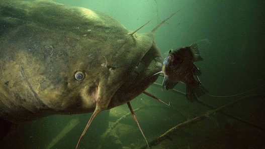 10 Best Catfish Bait