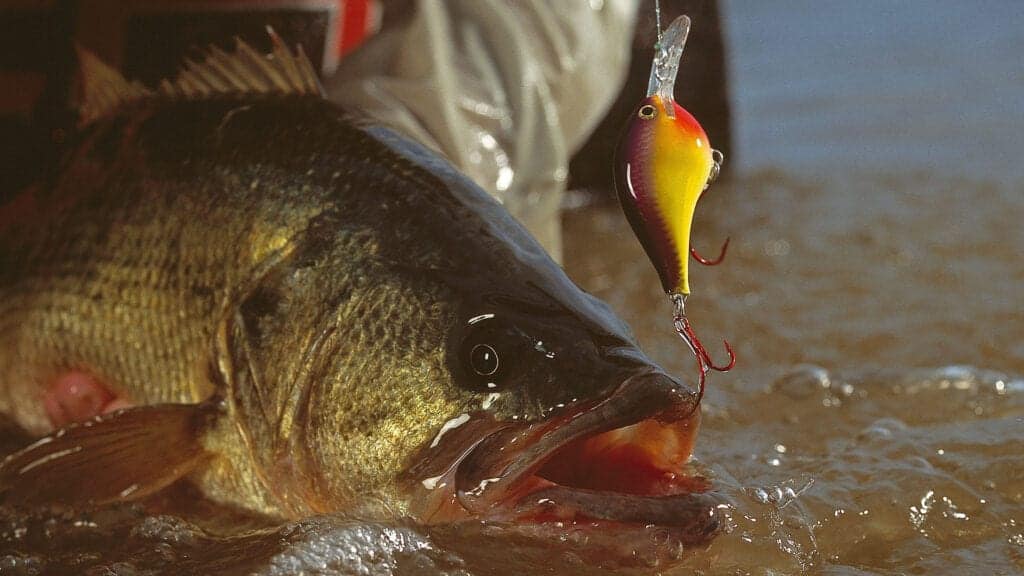 Top Ten Tips for Bass Fishing