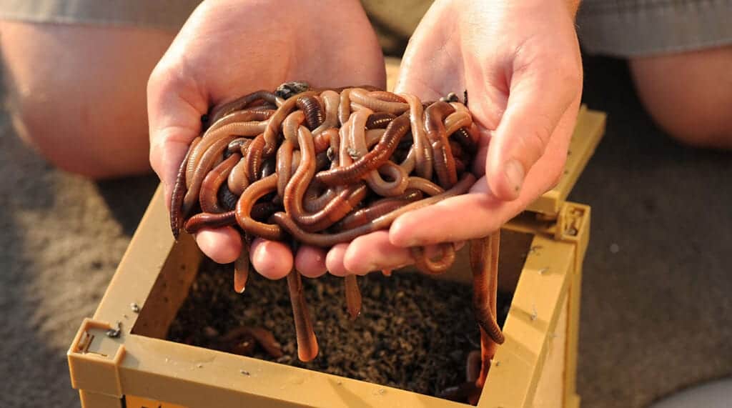 Best Worms for Bait Fishing – Midwest Worms