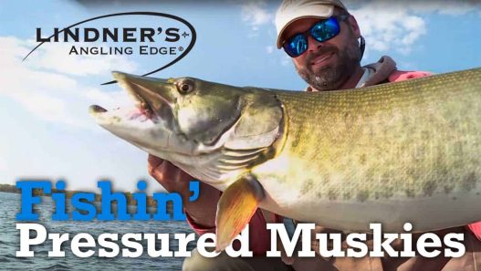 Fishing Pressured Muskies
