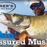 Fishing Pressured Muskies