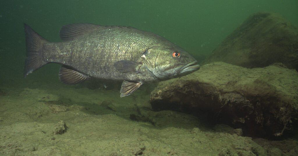 Great Lakes Smallmouth Bass