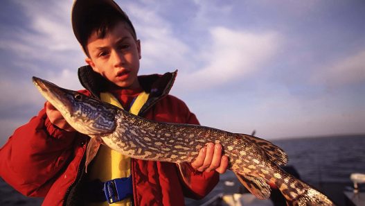 pike harvest
