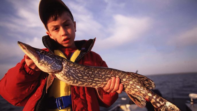 pike harvest