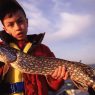pike harvest