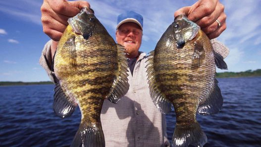 Bluegills and Sunfish