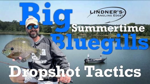 Drop shot Summertime Bluegills
