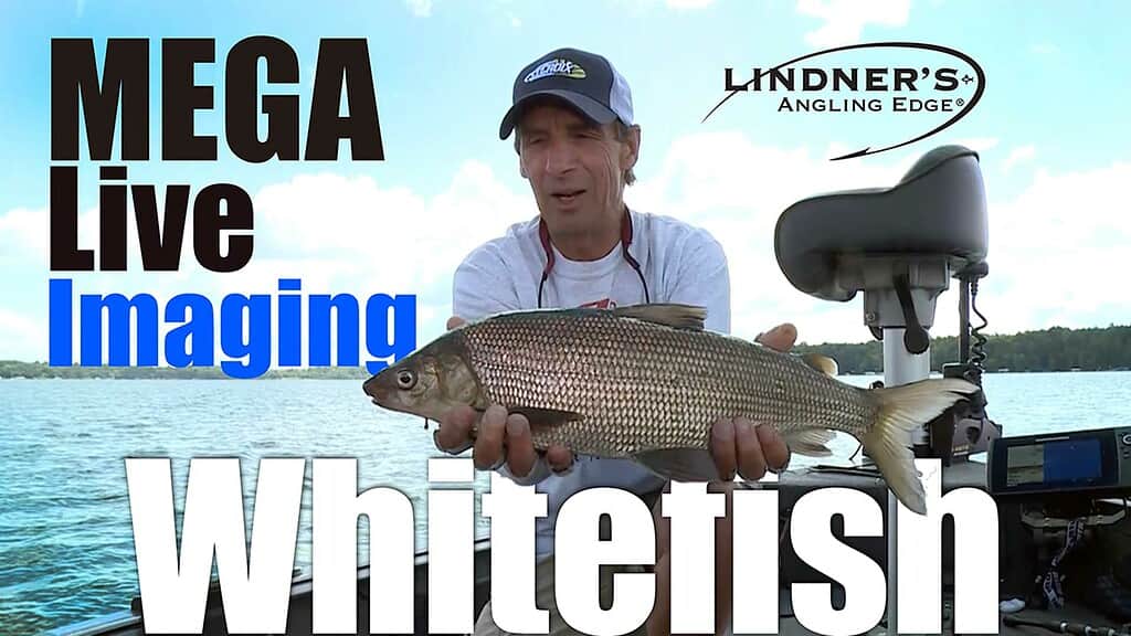 Mega Live Whitefish