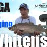 Mega Live Whitefish