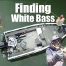 Finding White Bass