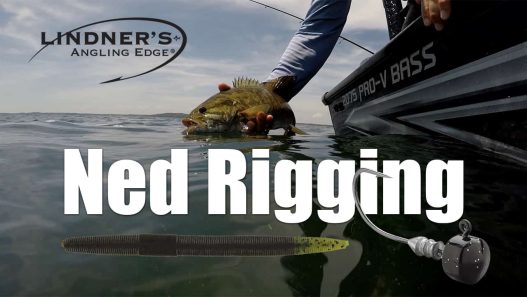 Ned Rigging Bass