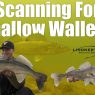 Shallow Walleye