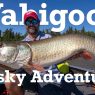 Wabigoon Musky Adventures