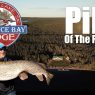 Saskatchewan Pike Fishing