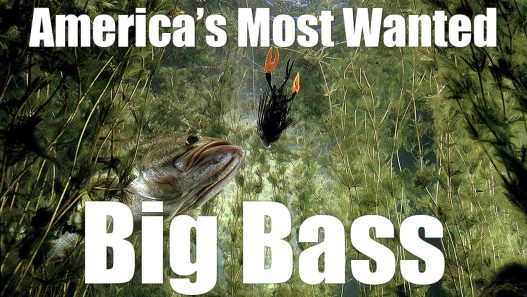Big Bass 