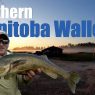Manitoba Walleyes