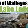 Q Lake Lodge Giant Walleyes