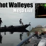 Dropshot Walleyes