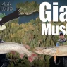 giant muskies