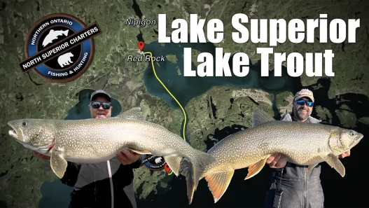 Lake Superior Lake Trout