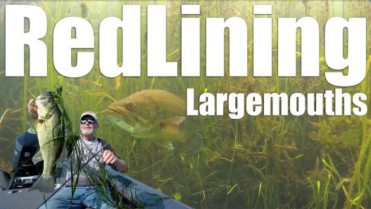 Largemouth On Weedlines