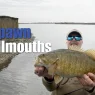 Prespawn Smallmouth Bass