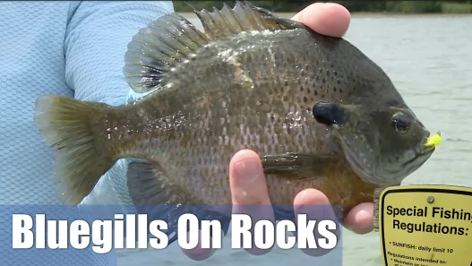 Bluegills On The Rocks