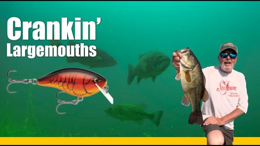 Crankbait Largemouth Bass