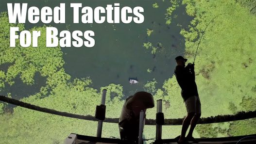 Bass Fishing Cabbage Weeds