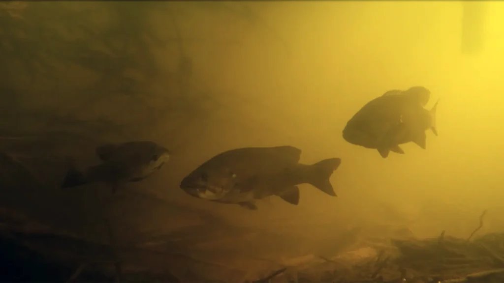 River Smallmouth Fishing