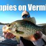 Fall Crappie