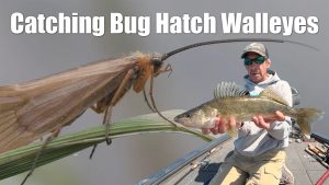 Bug Hatch Walleyes