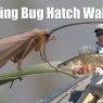 Bug Hatch Walleyes