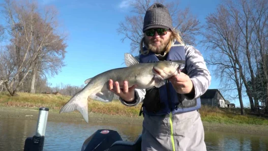 best catfish baits for fall fishing