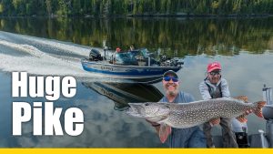 Giant Pike