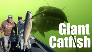 Channel Catfish